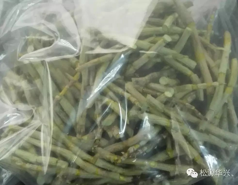 淺談真空凍干技術在鐵皮石斛干燥加工中的應用